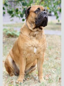 Fila Brasileiro