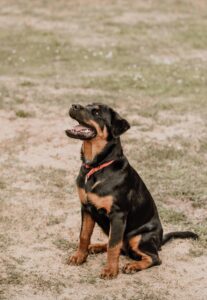 Rottweilers