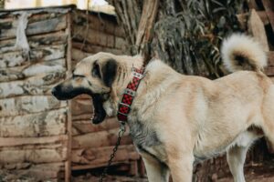 Kangal Shepherd Dog