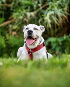 American Pitbull Terrier