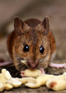 What to Do When Your Pet Mouse Has Babies 