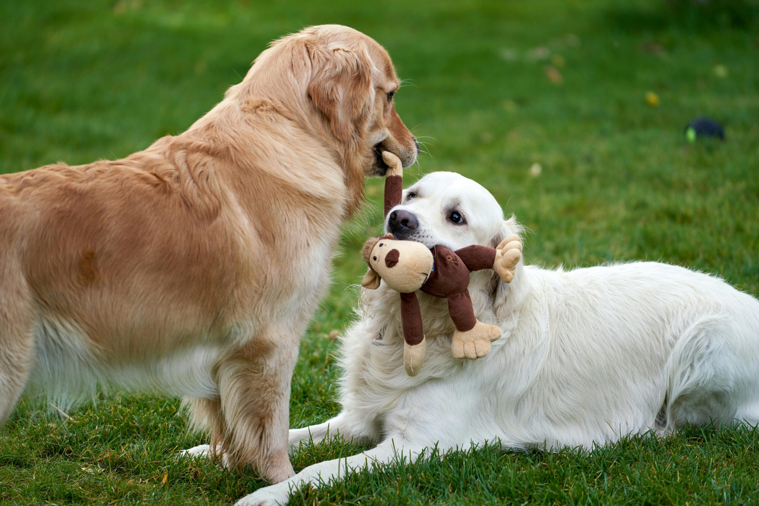 How to Track a Pet with a Microchip