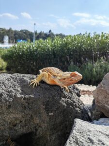 How to take care of a lizard you found outside