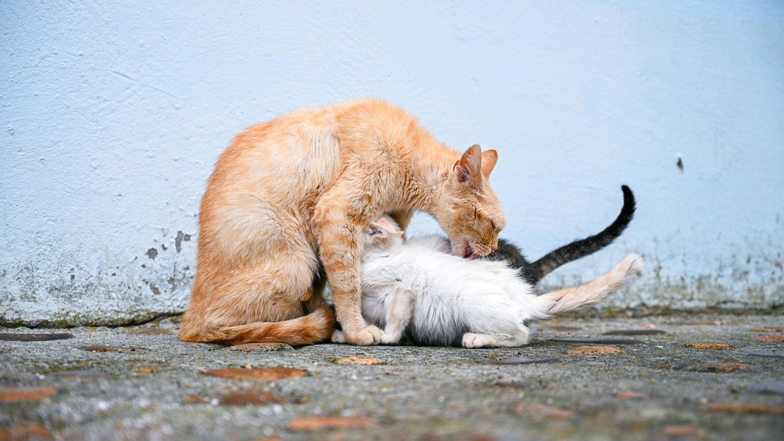 Signs Your Cat is Accepting the New Kitten