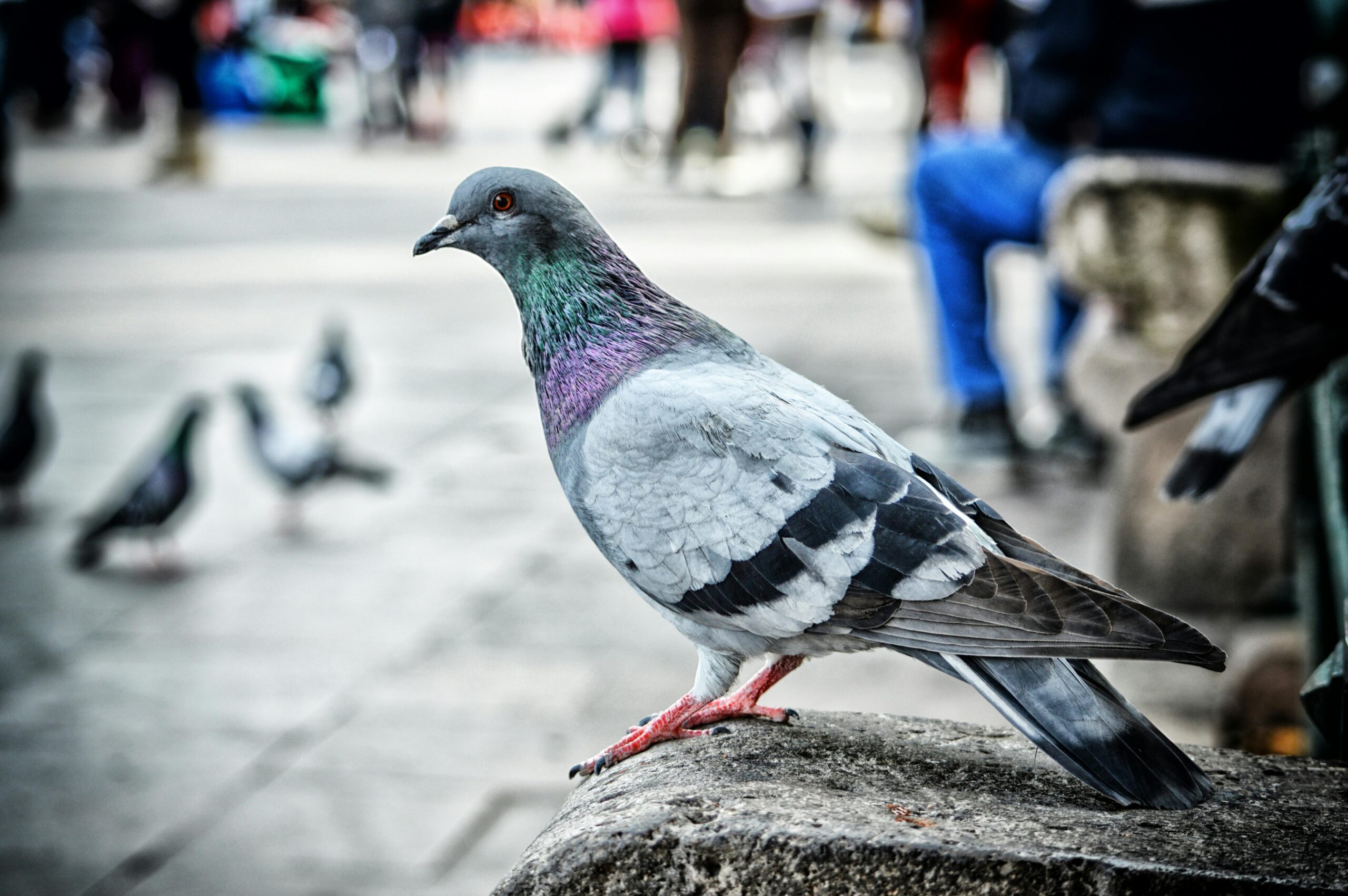 What to Do if You Found a Lost Pet Bird