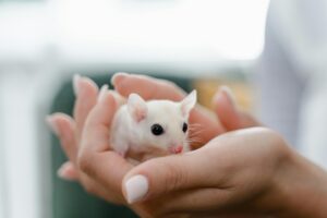 What to Do When Your Pet Mouse Has Babies 