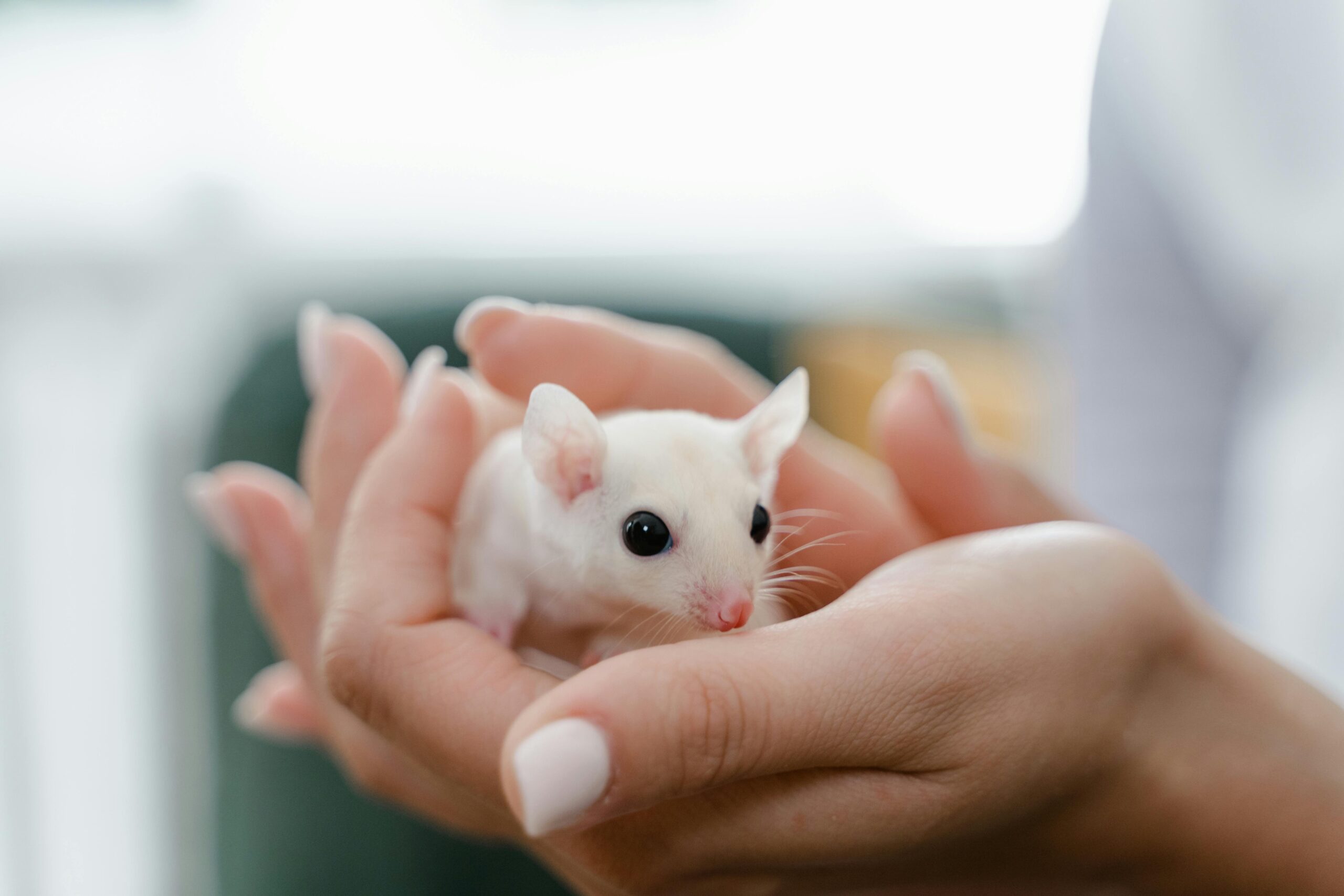 What to Do When Your Pet Mouse Has Babies