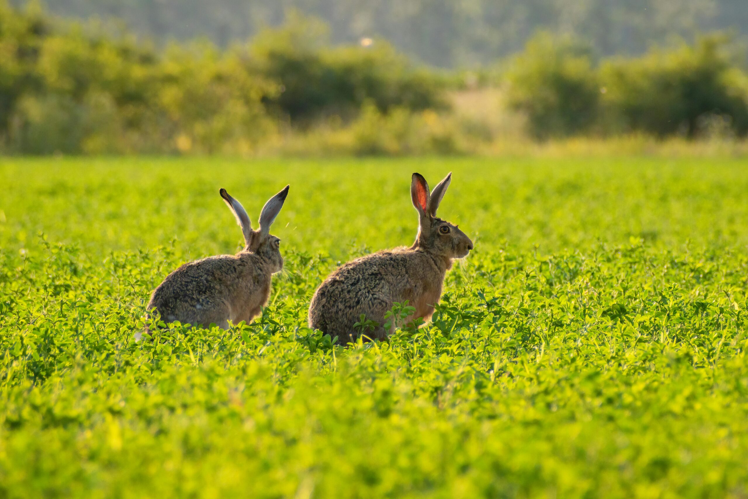 How to Attract Wild Rabbits To Your Garden