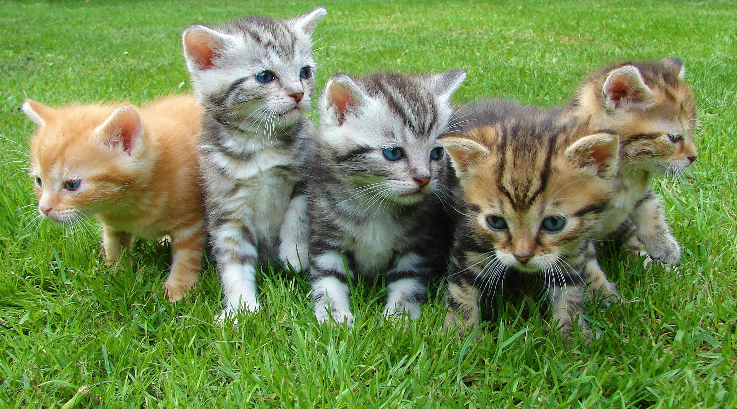 When do Cats stop using Litter Trays