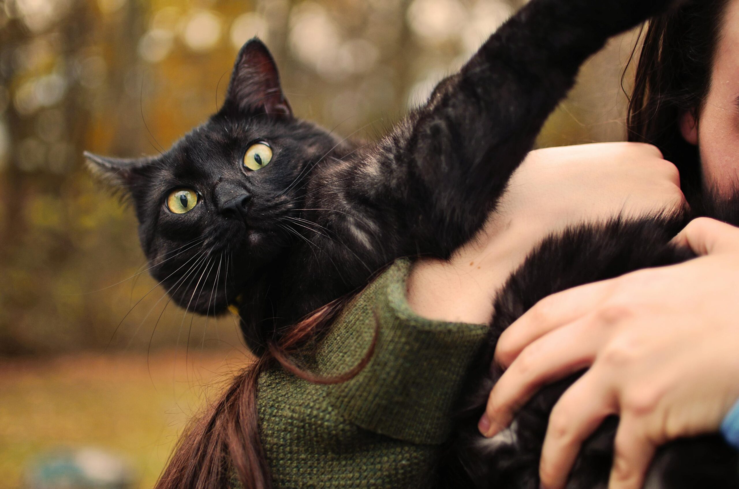 How to Avoid 8 Common Cat Owner Mistakes