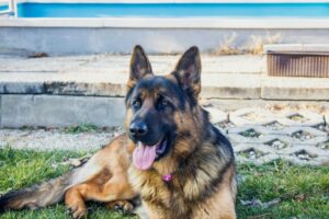 German Shepherd: Top 10 Strongest Dog Breeds in the World