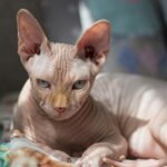 10 Most Intelligent Cat Breeds You Never Knew