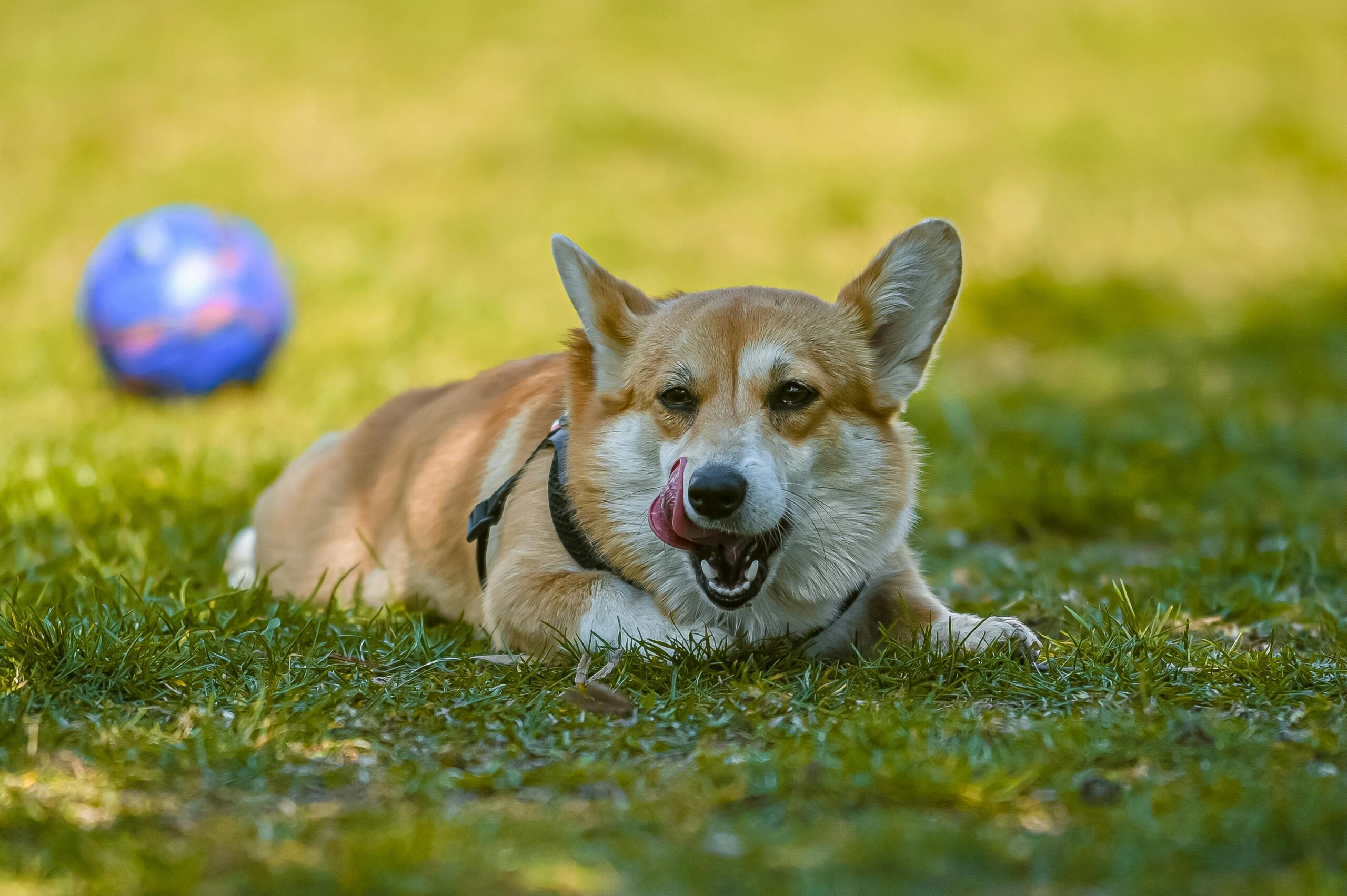 Why Do Dogs Lick Other Dogs Pee