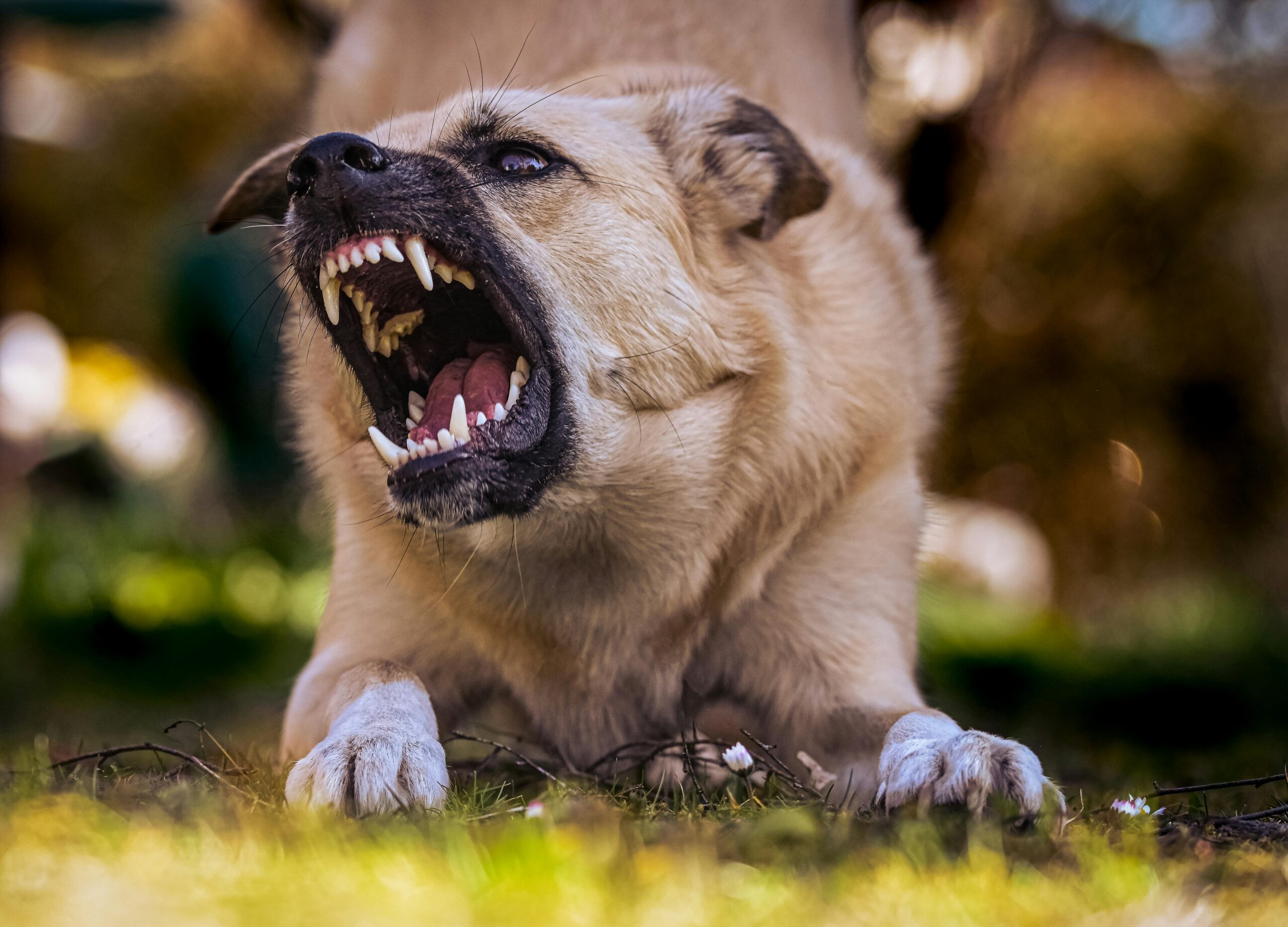 Will Your Pet Dog Fight to the Death to Protect You