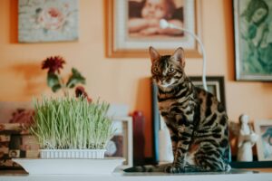 10 Most Intelligent Cat Breeds You Never Knew