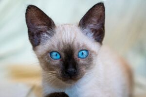 10 Most Intelligent Cat Breeds You Never Knew