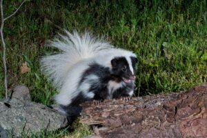 what are skunks