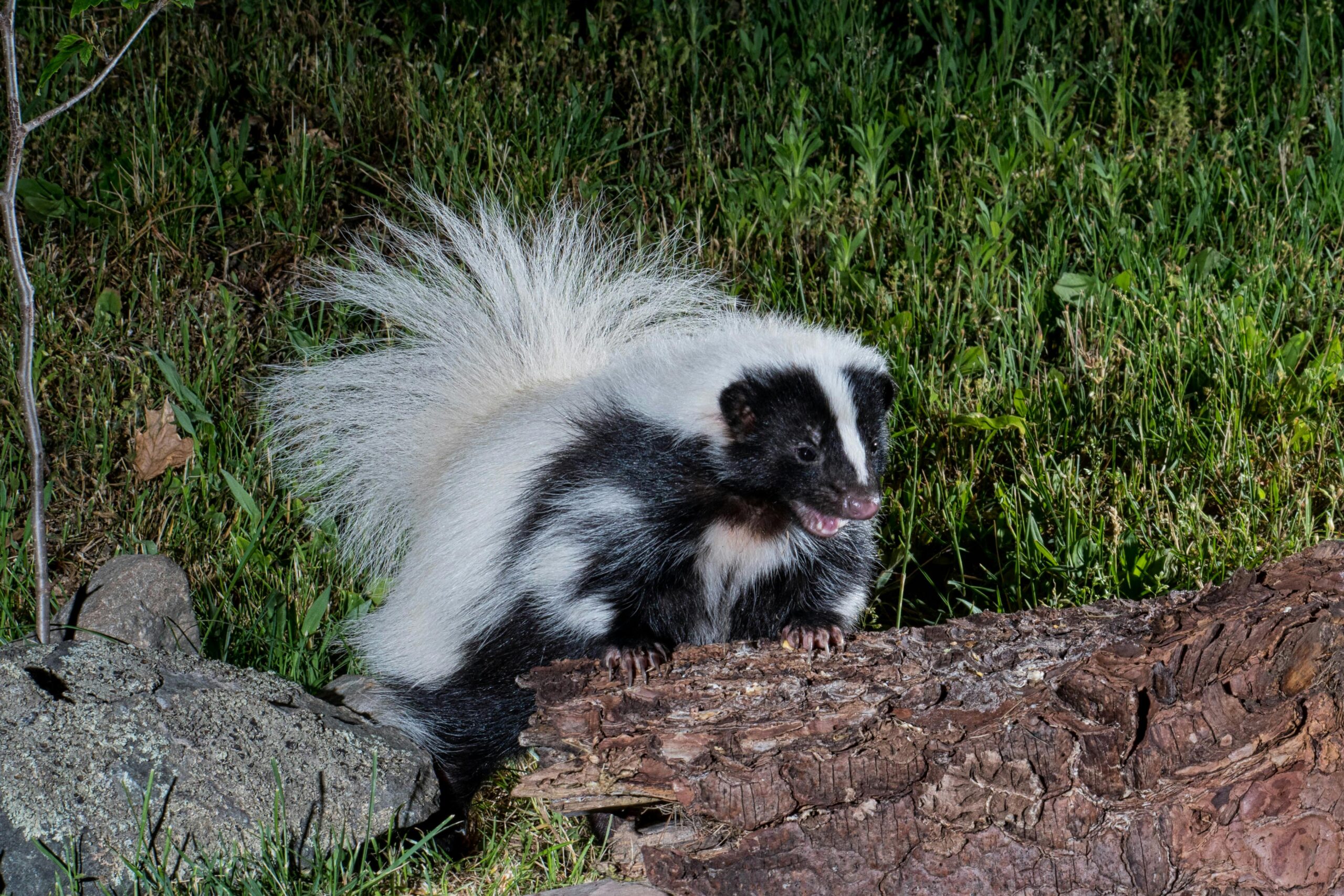 Should you keep a Skunk as a Pet