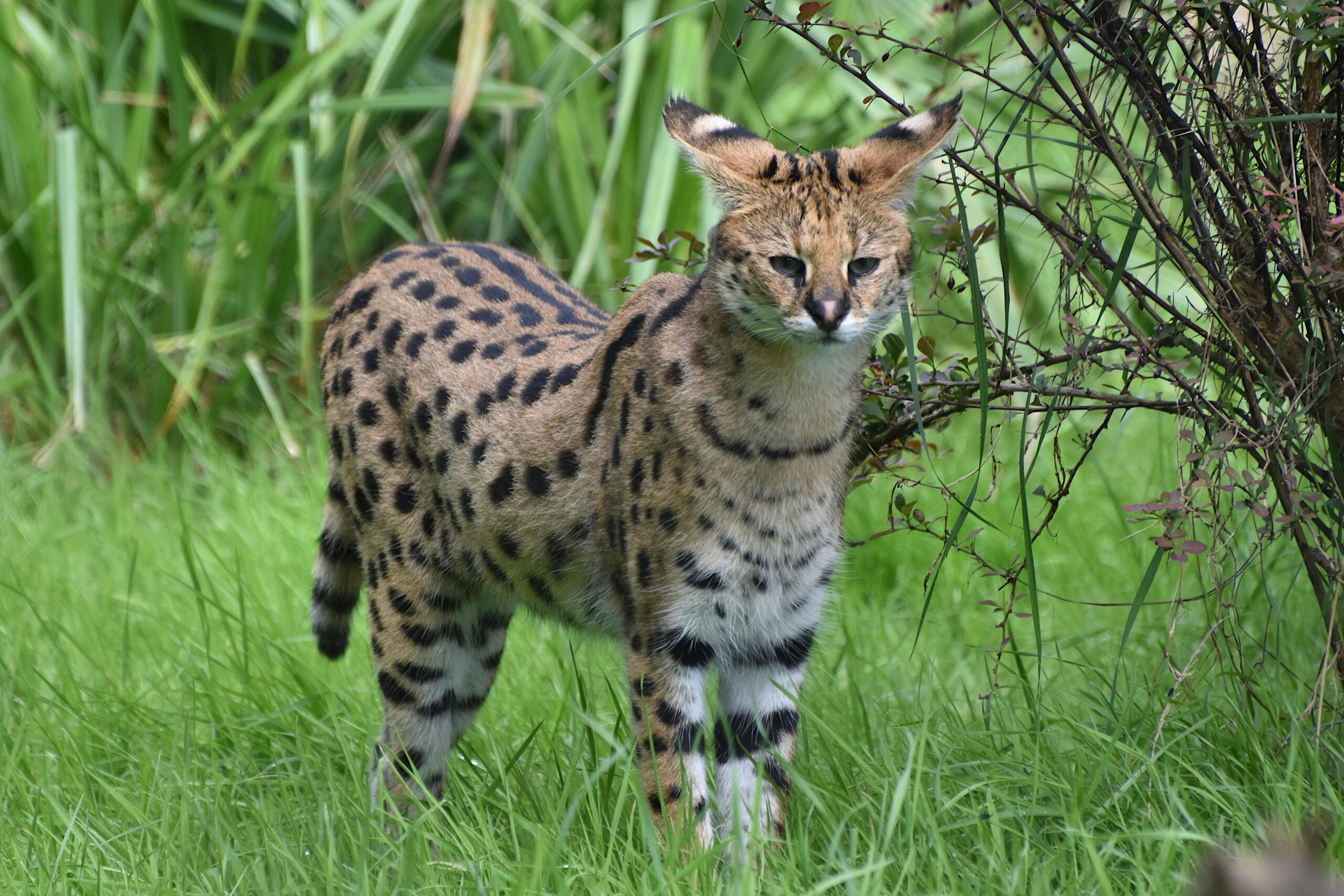 How Can a Serval Cat Make a Good Pet