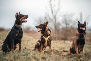 Doberman Pinscher- top10 most dangerous breeds of dog