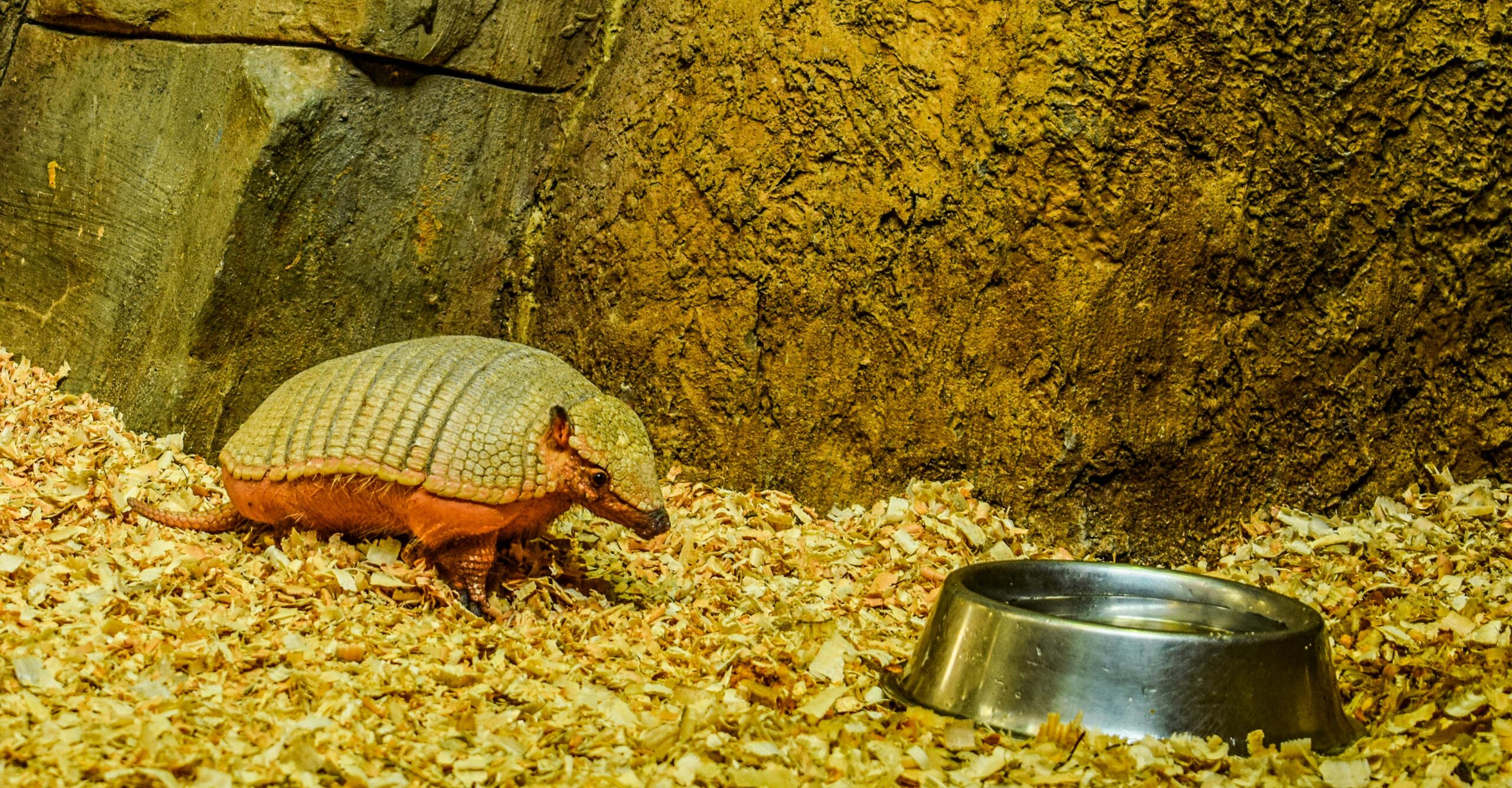 Should You Keep an Armadillo as a Pet