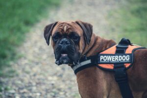 Cane Corso- top10 most dangerous breeds of dog