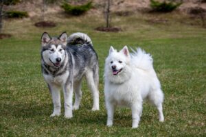 Alaskan Malamute: