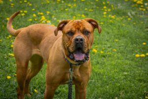 The 10 Most Dangerous Dog Breeds 