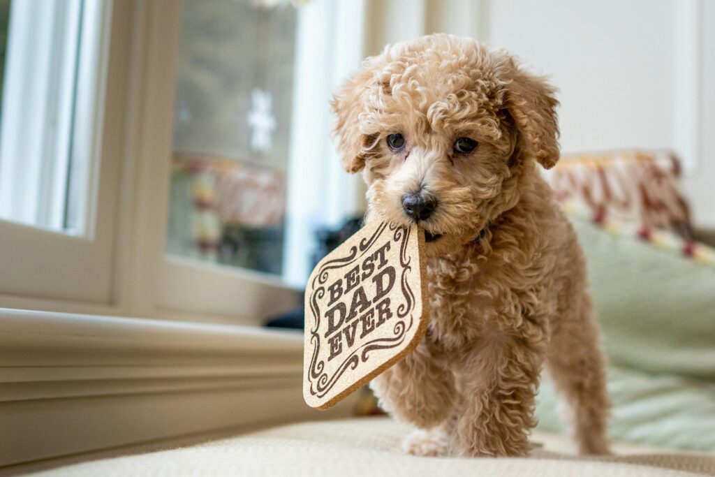 amazing facts about goldendoodles you never knew