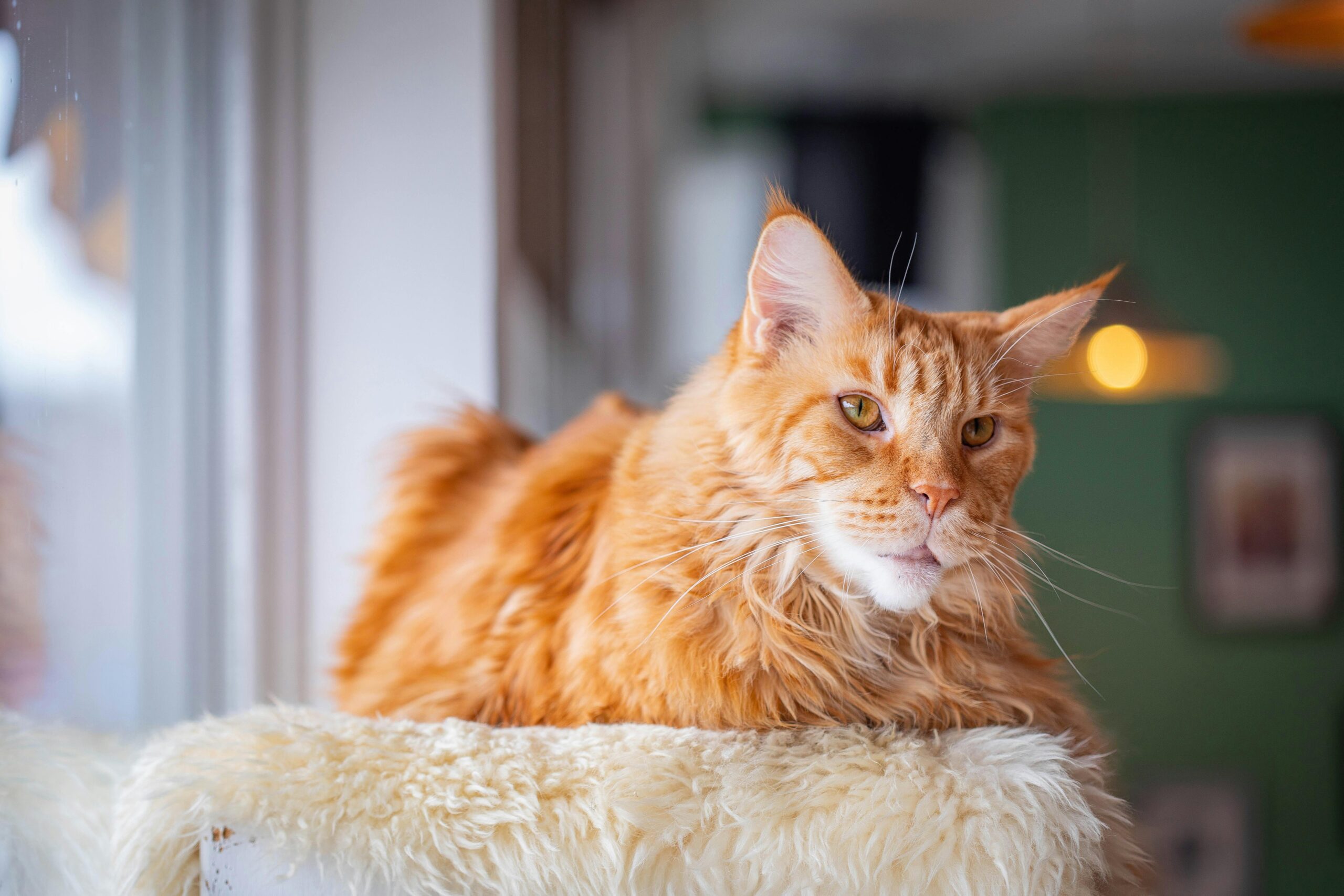 8 Most Intelligent Cat Breeds You Never Knew