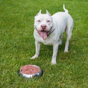 American Pit Bull