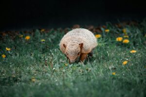 should you keep an armadillo as a pet