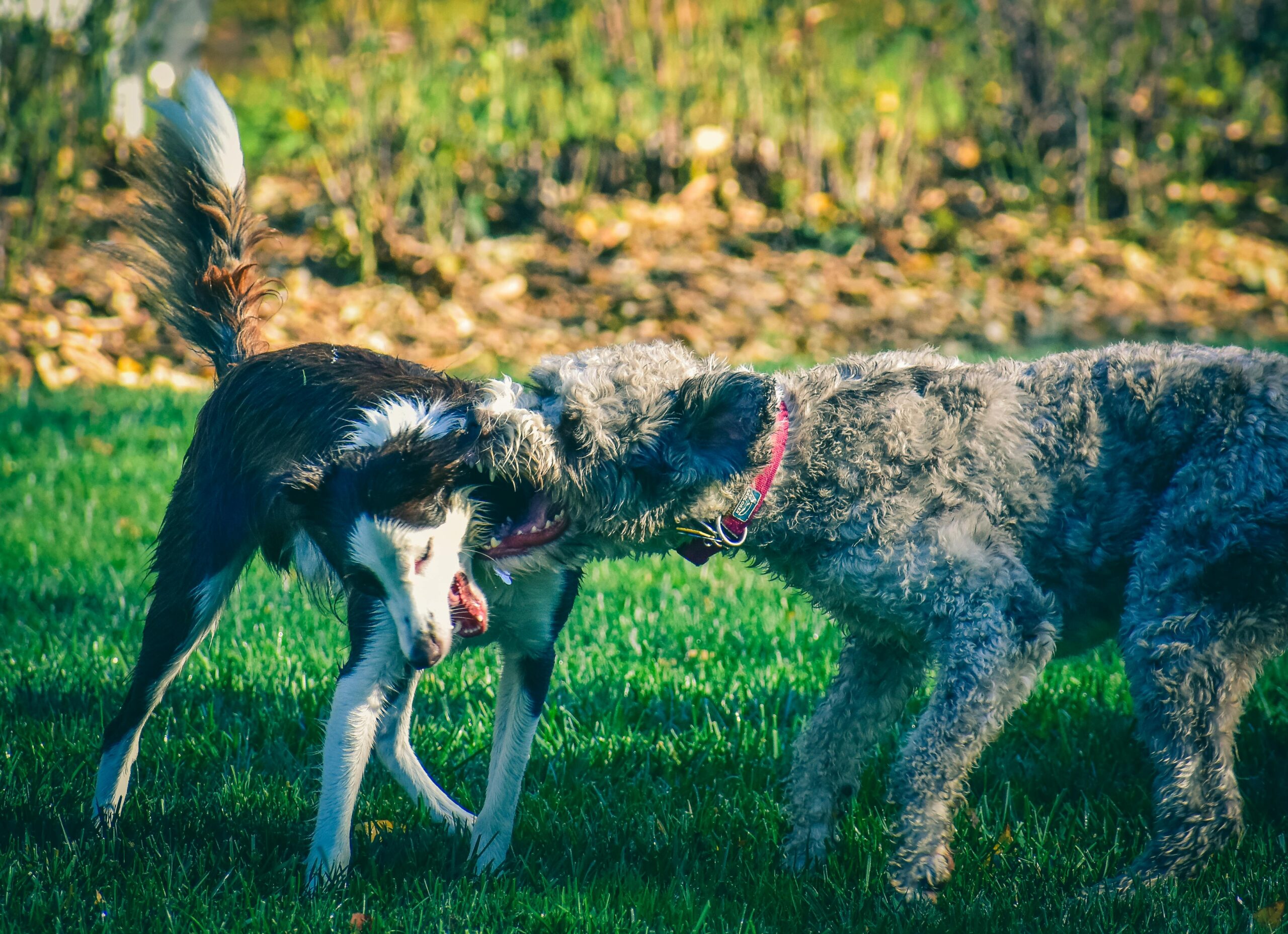 Top 10 Strongest Dog Breeds in the World