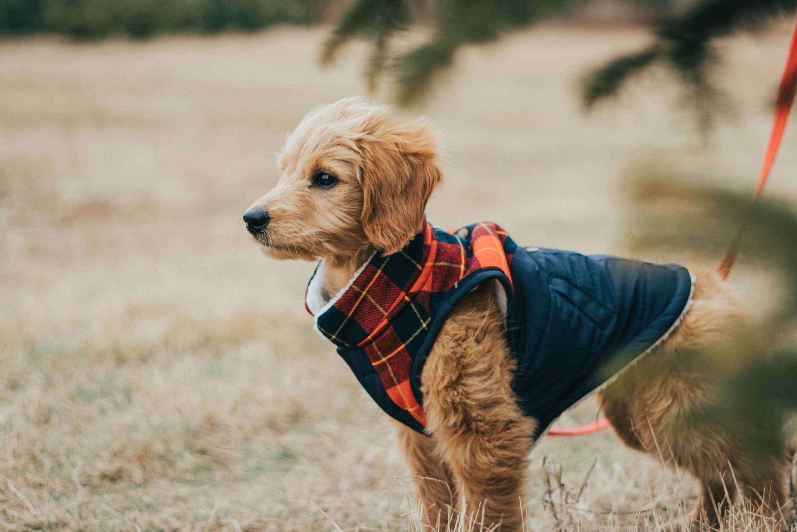 Goldendoodles: The Dog Breed That Does Not Shed