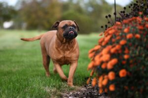 Top 10 Strongest Dog Breeds in the World