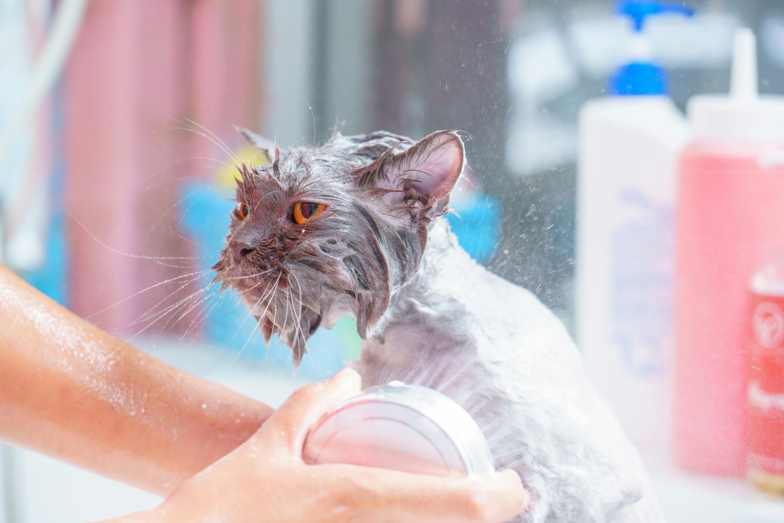 Why Do Cats Hate Water? 5 Reasons why they do Hate Water