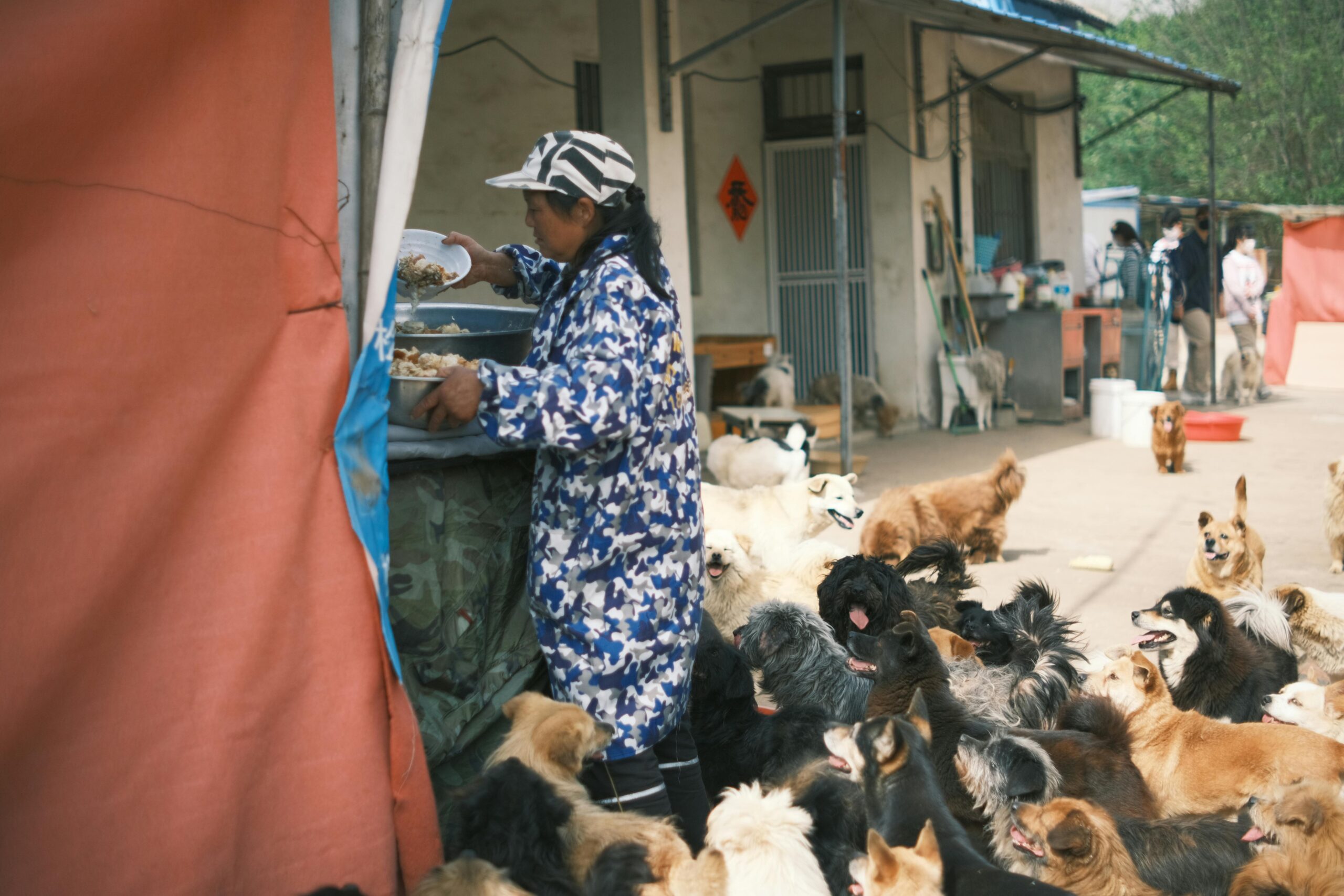 The Healthiest Dog Food for Senior Dogs in China