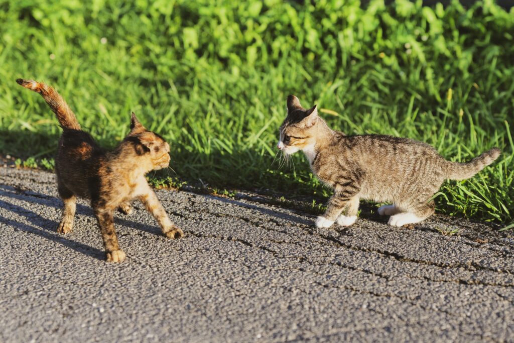 Do cats get jealous when you pet another cat?