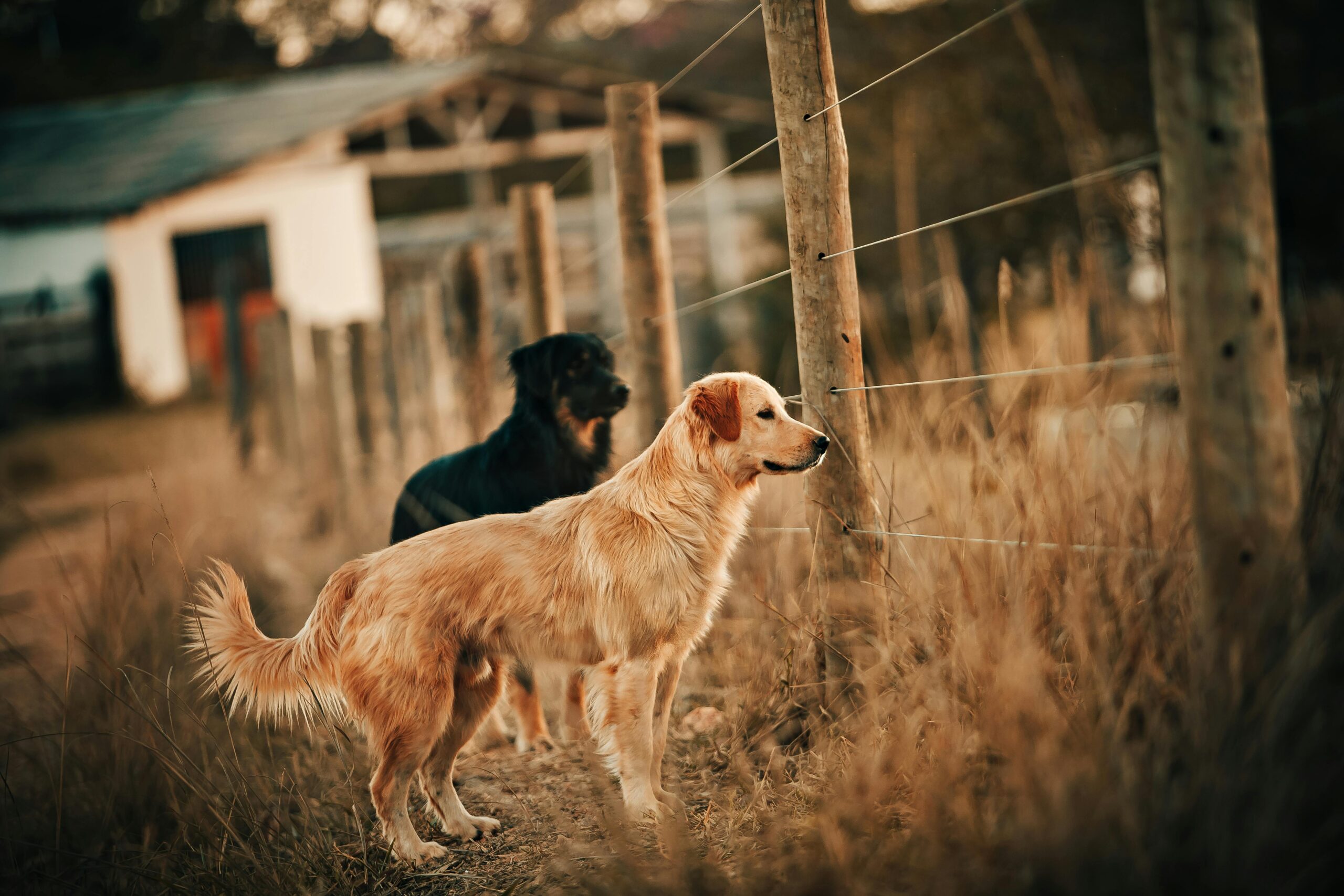 Why are Some Golden Retrievers More Fluffy