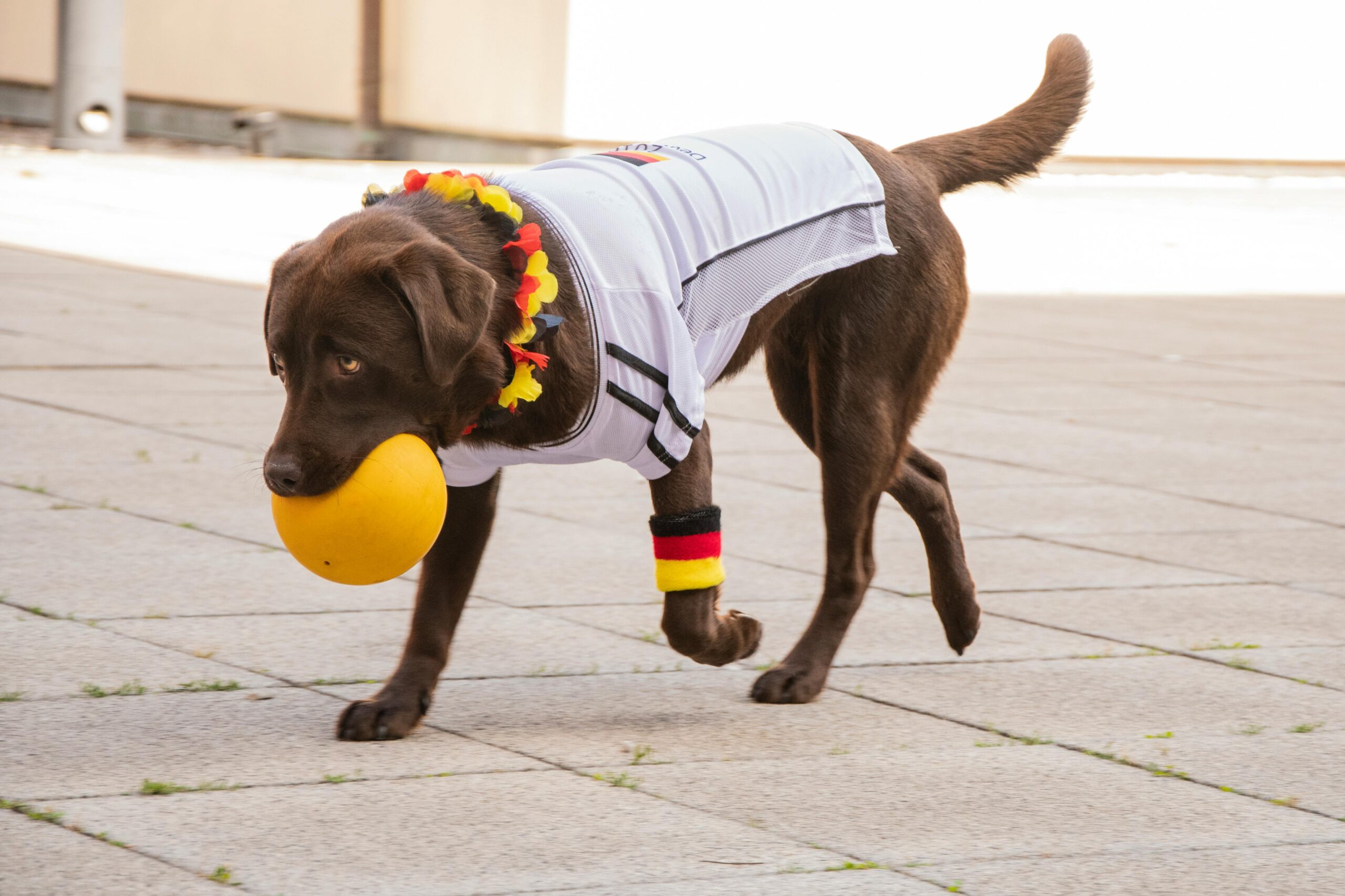 Do Lost Dogs Remember their Old Names and Past Lives?