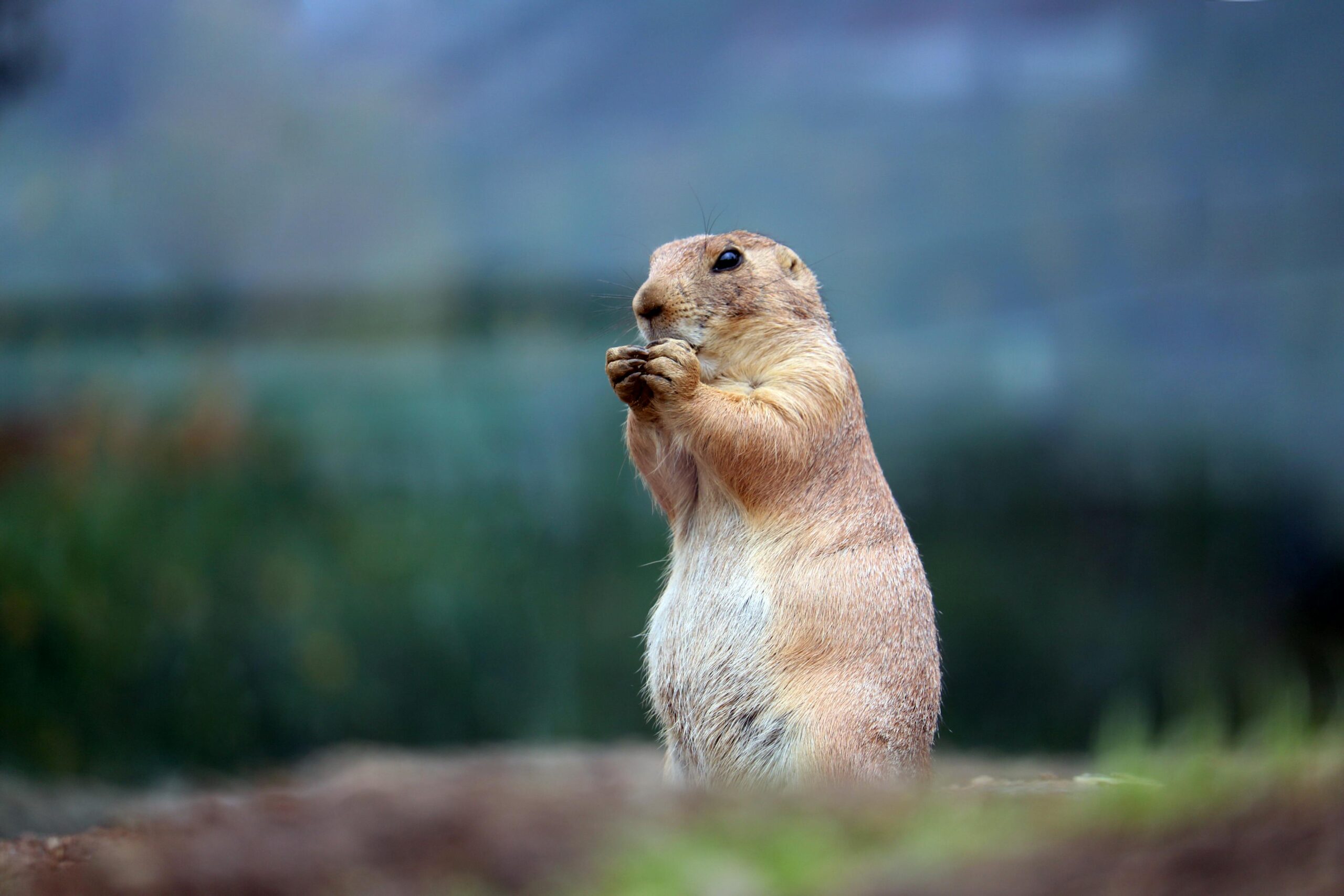 Should You Keep a Prairie Dog as a Pet