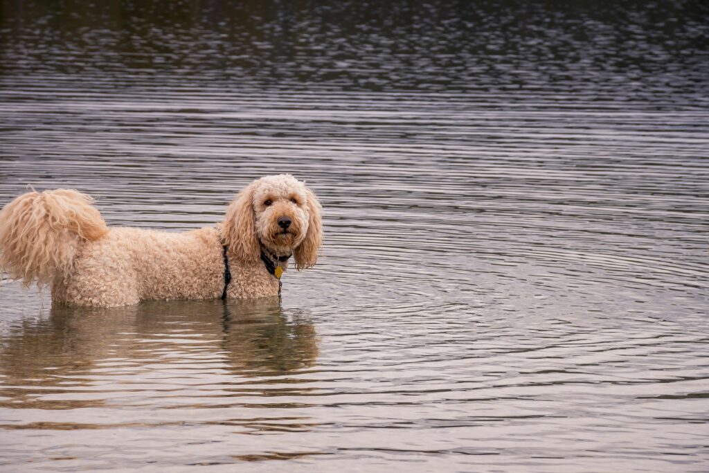 amazing facts about goldendoodles you never knew