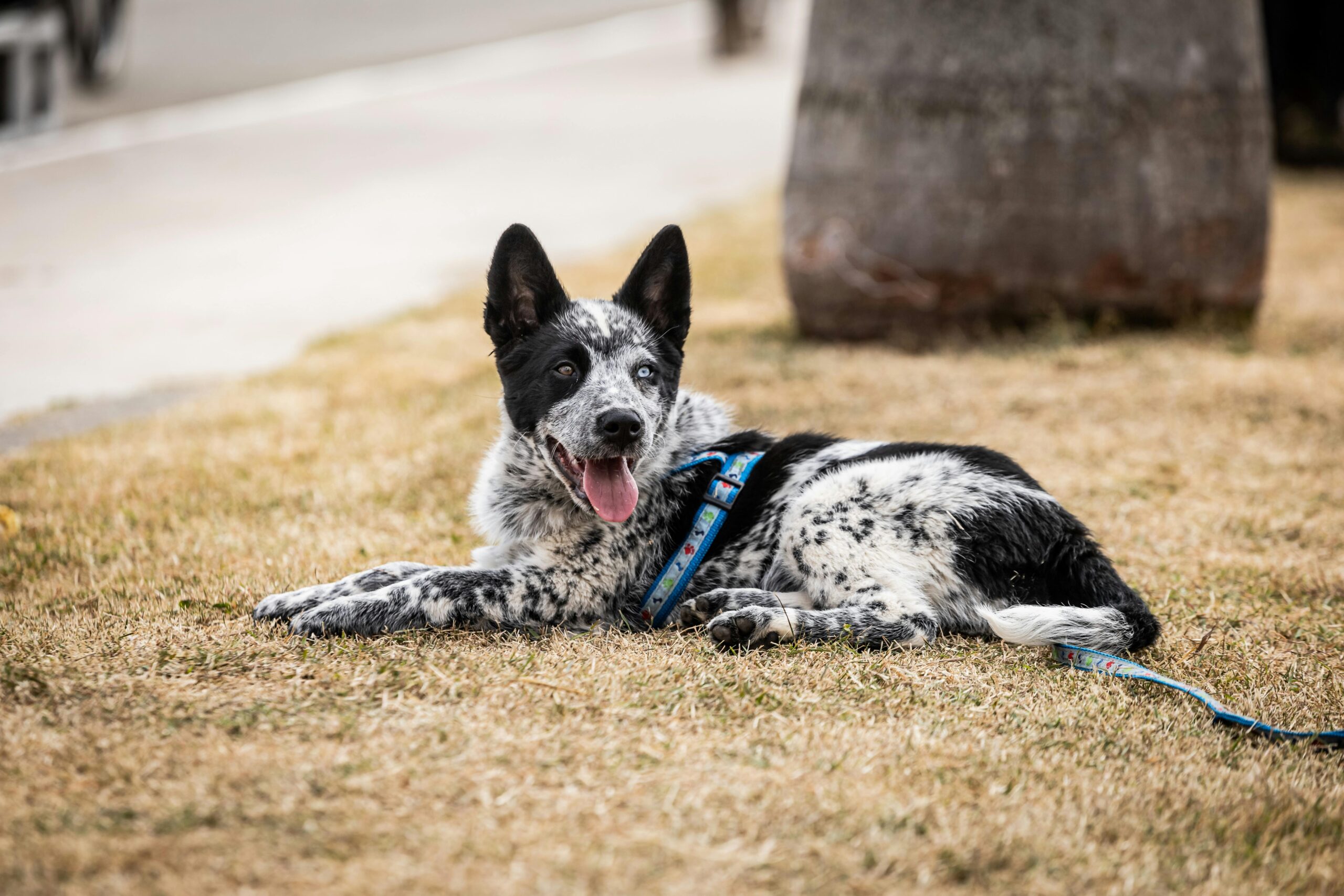 Australian Cattle Dog (Blue Heeler): Origin, Breed Info