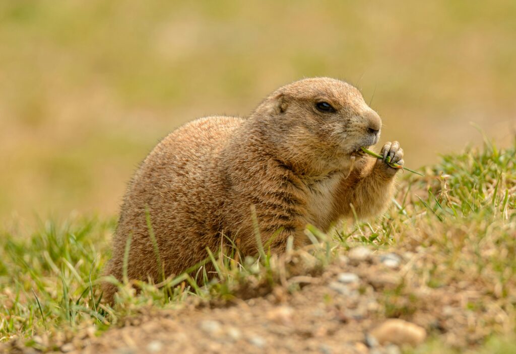  Can You Own a Pet Prairie Dog?