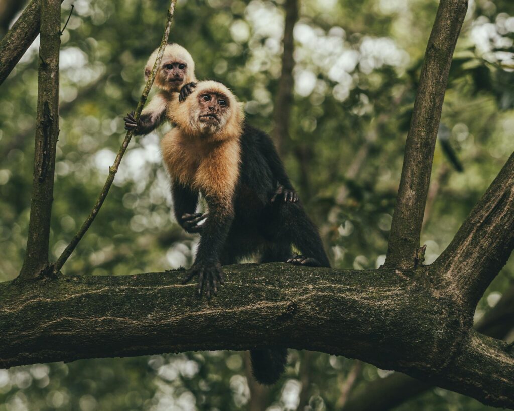 Should you own a capuchin monkey as pets