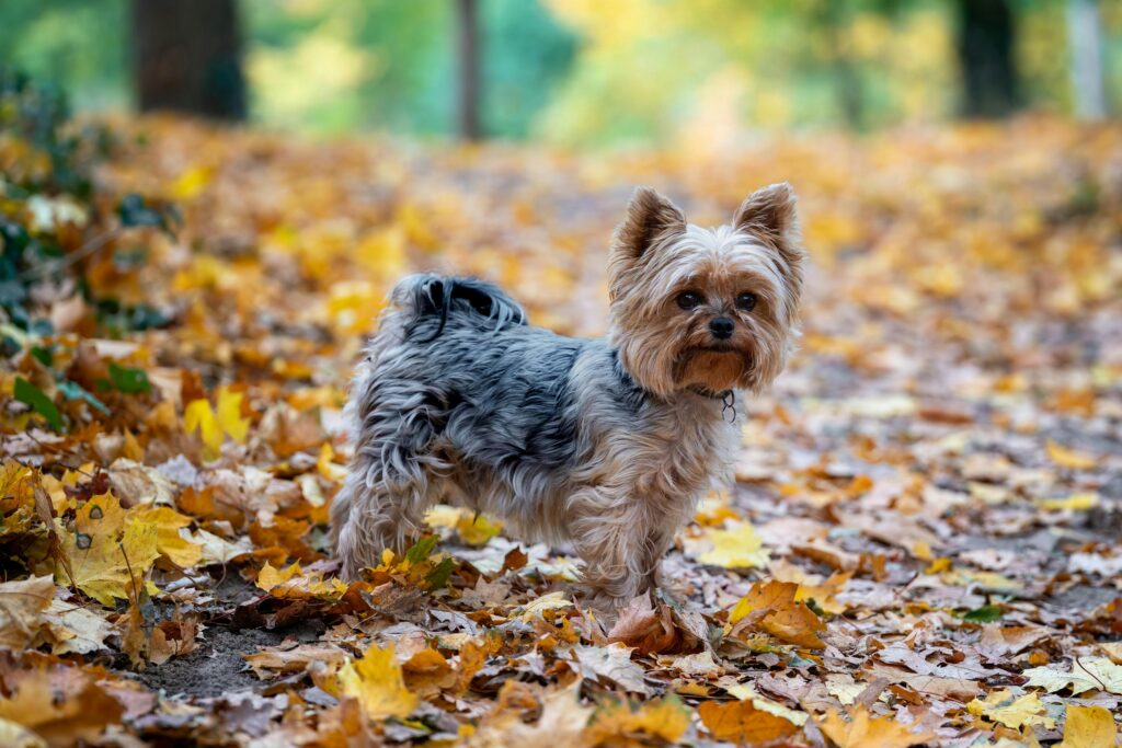 What are the Best Small Dogs for Apartment Living