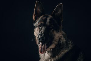 why are german shepherds used as police dogs