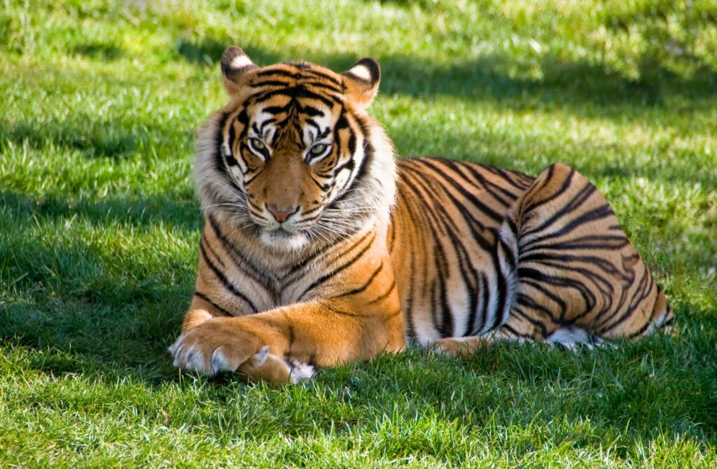 Should you keep a tiger as a pet?