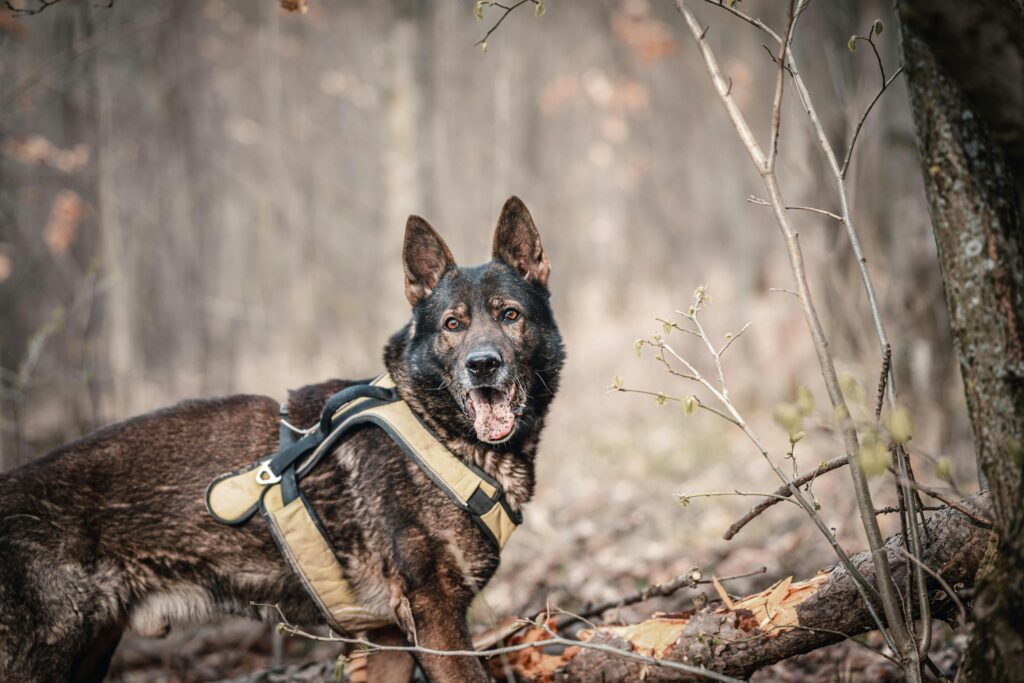 why are german shepherds used as police dogs