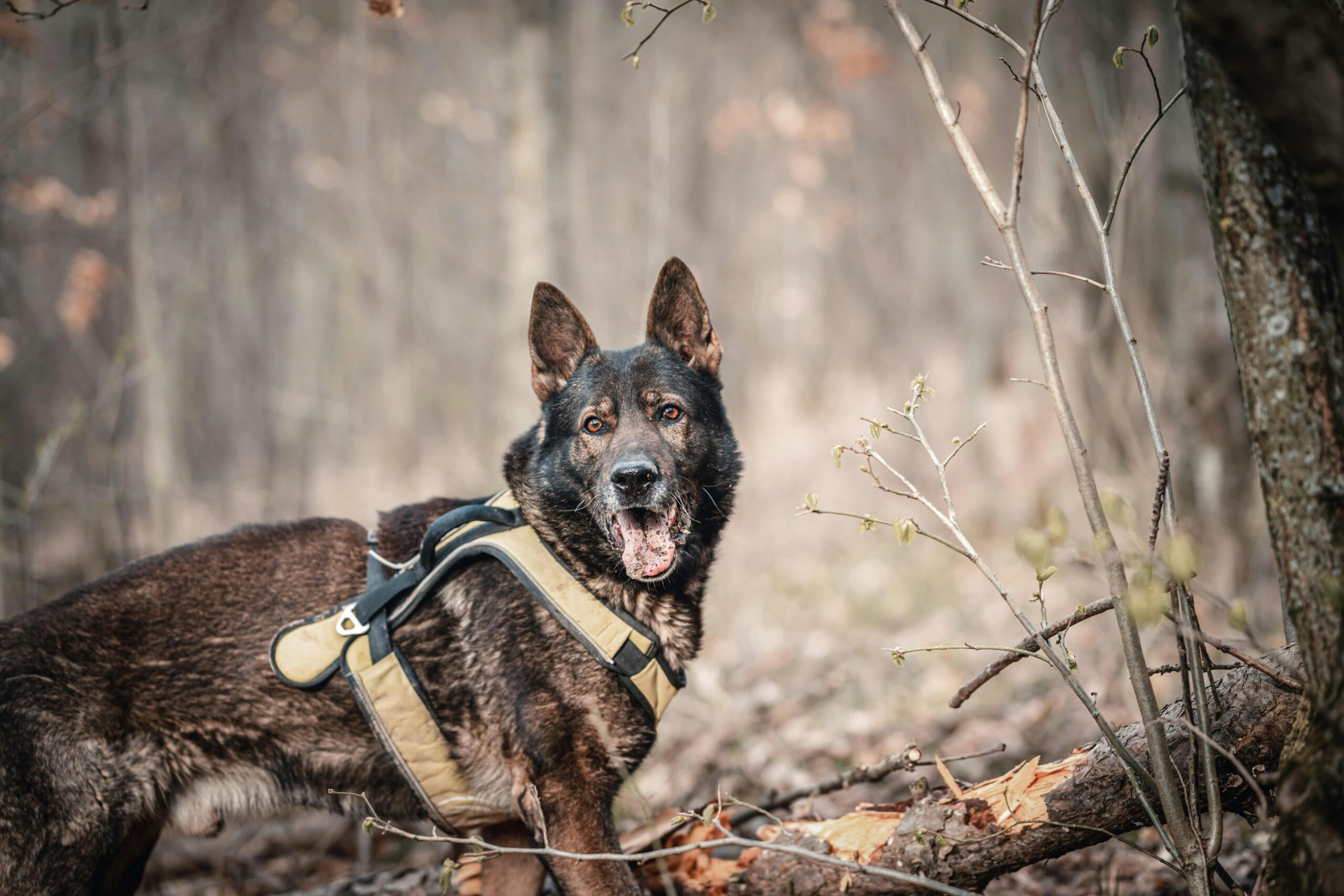 Why are German Shepherds Used as Police Dogs